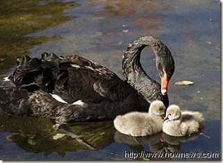 Black Swan w Cygnets Black Swan w Cygnets