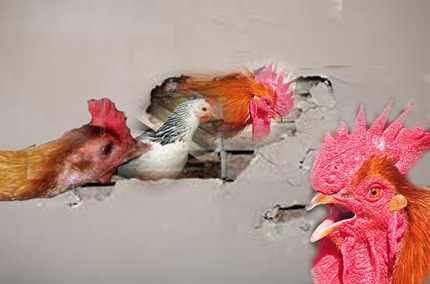 Chickens in my wall Chickens in my wall